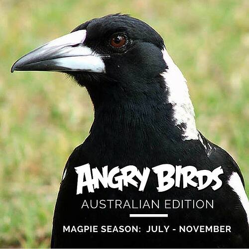 Angry Bird season