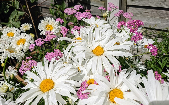 PXL_20220717_133513261