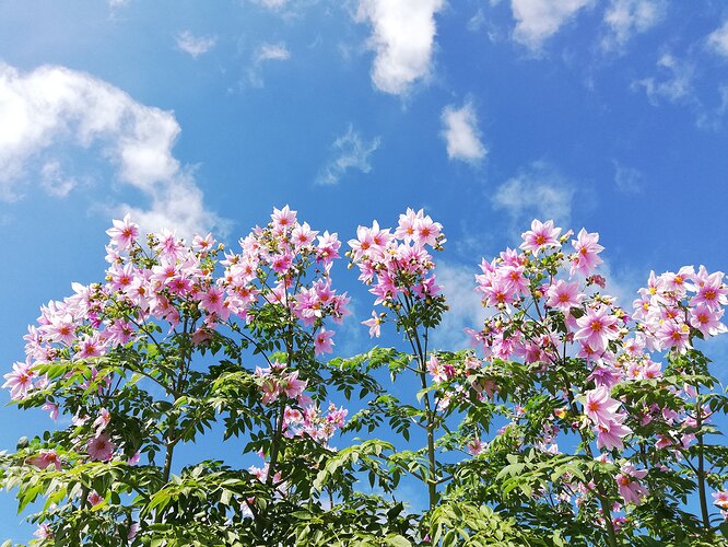 flowers