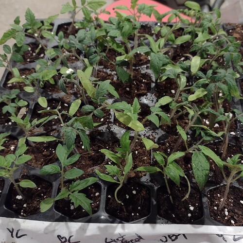 IMG_20220327_005632_295