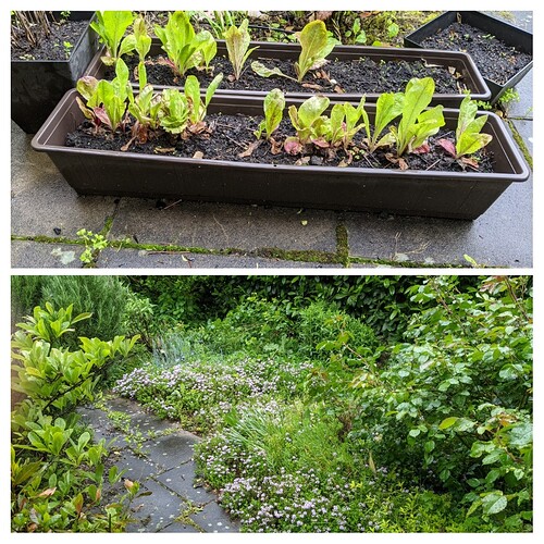 20210526_113555-COLLAGE