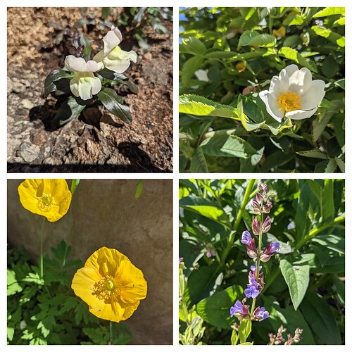 PXL_20210609_113550005.MP-COLLAGE