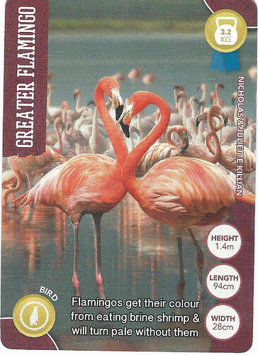 b-greater_flamingo