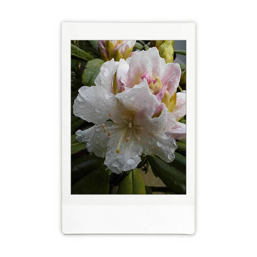 INSTAX3a9015f9-80f7-