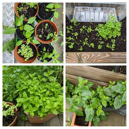 20210608_102719-COLLAGE