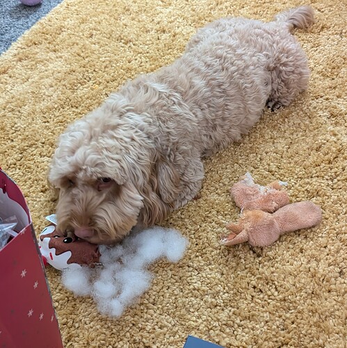 PXL_20241225_093715858~2499x500