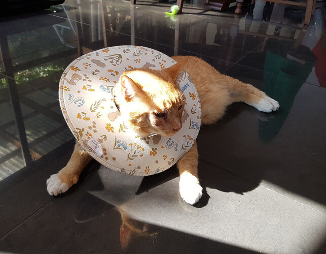 morse_bunny_collar