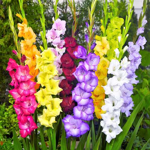 Gladiolus_Mix.IBULB-193927767