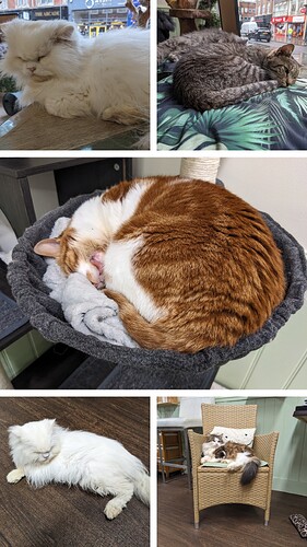 20231110_124726-COLLAGE