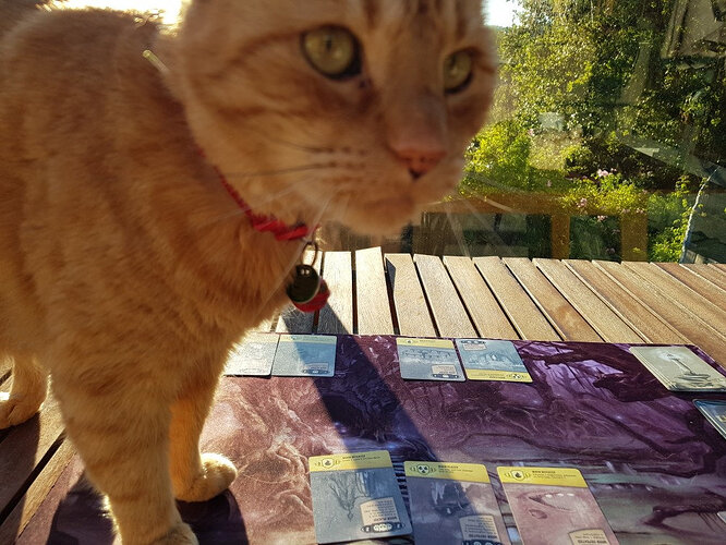 The Last Lighthouse Cat