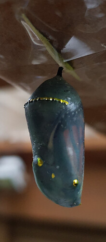 butterfly_chrysalis-b