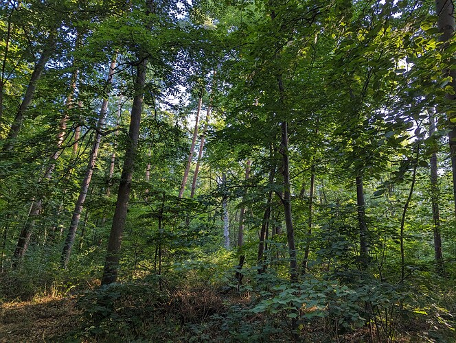 PXL_20230706_054613298_Original