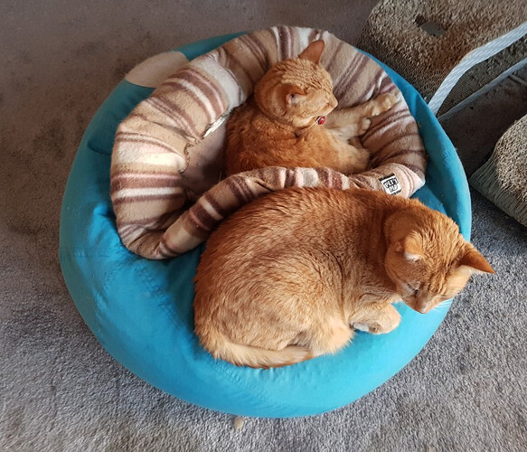yin_yang