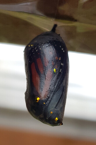 butterfly_chrysalis2b