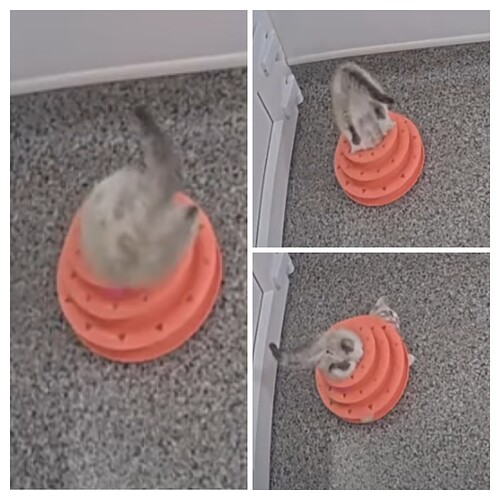 20240906_154031-COLLAGE