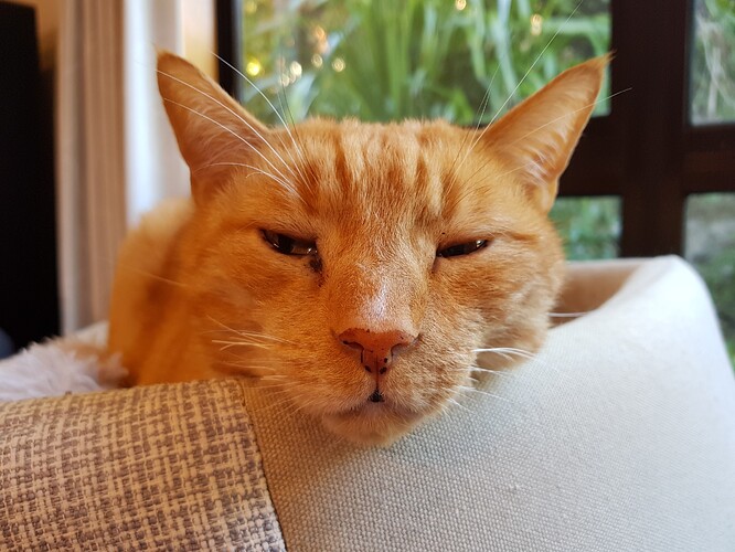 morse-chinrest