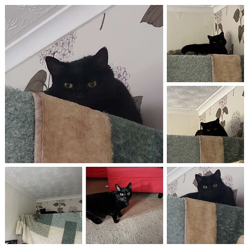 20250727_115755-COLLAGE