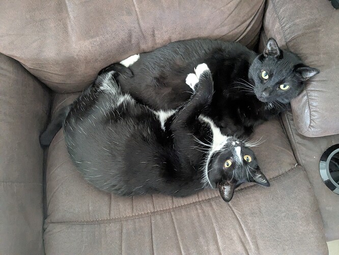 PXL_20250314_201900871.MP