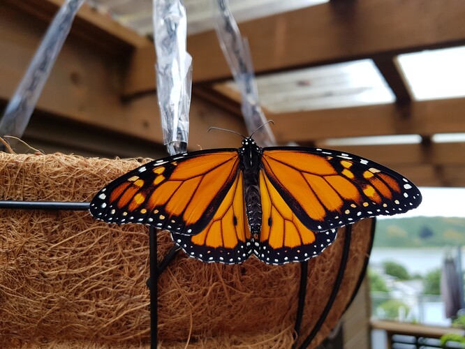 monarch