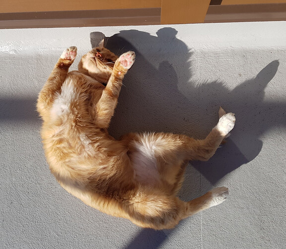 morseroll