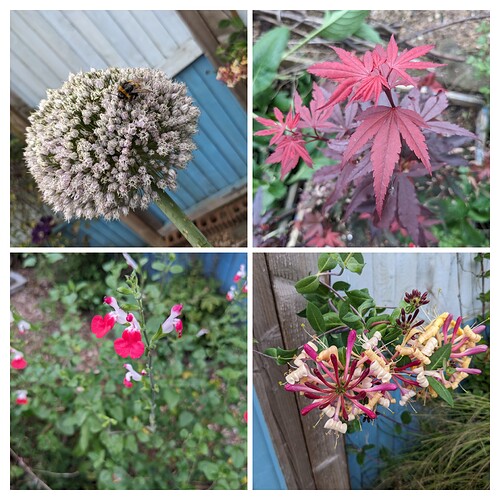 20240803_071040-COLLAGE