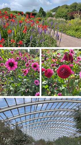 20250724_095009-COLLAGE