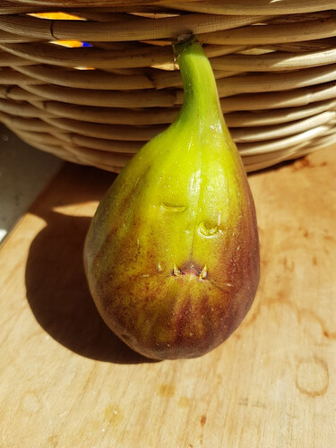 snagglefig